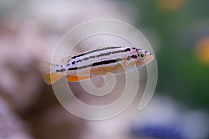 Melanochromis auratus.