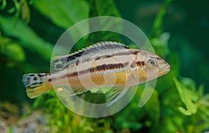 Melanochromis auratus