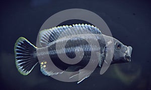 Melanochromis chipokae