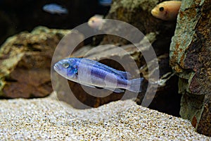 Melanochromis cyaneorhabdos maingano