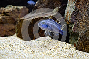 Melanochromis cyaneorhabdos maingano