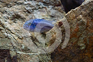 Melanochromis cyaneorhabdos maingano