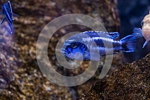 Melanochromis cyaneorhabdos maingano