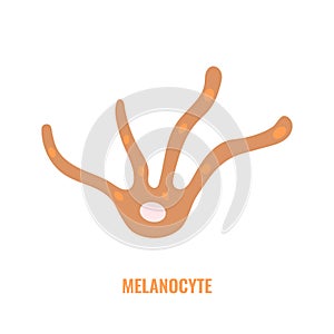 Melanocyte biology and skin tone pigmentation diagram photo