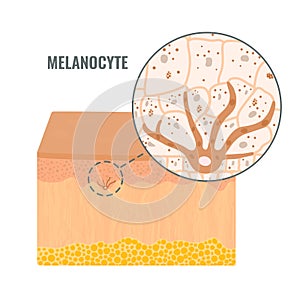 Melanocyte biology and skin tone pigmentation diagram photo