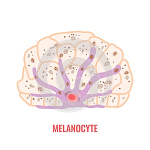 Melanocyte biology and skin tone pigmentation diagram photo