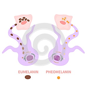 Melanin biology and skin tone pigmentation diagram photo