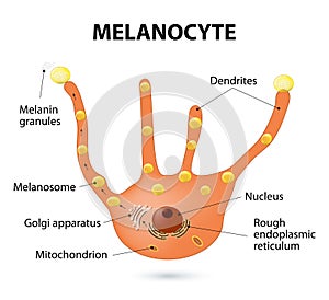 Melanocyte photo