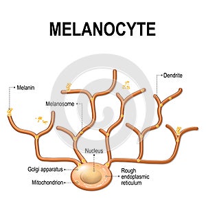 Melanocyte, melanin and melanogenesis. photo
