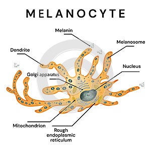 Melanocyte - melanin producing cells. Melanocyte structure. photo