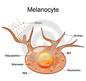 Melanocyte structure and anatomy photo