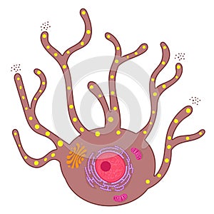 Melanocytes are specialized cells that produce melanin pigments.