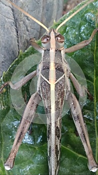 Melanoplus bivittatus,the two striped grasshopper. photo