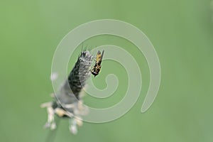 Es un muy común un poco de flotante sentado sobre el flor 