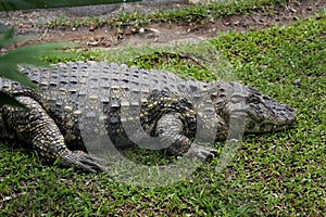 Melanosuchus niger profile