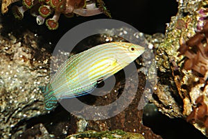 Melanurus wrasse Fish