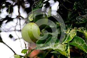 Melastella fruits along the banks of the Perfume River in Hue, Vietnam