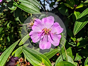 melastoma affine purplish pink flower photo