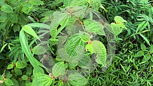 Melastoma candidum (Senggani, senduduk, cengkodok, Melastoma septemnervium) flower in nature