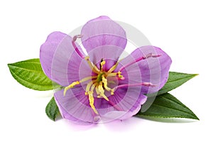 Melastoma malabathricum flowers