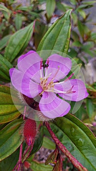 Melastoma sp. blossom flower and flower bud inflorescence in Pahae rainforest, Indonesia.