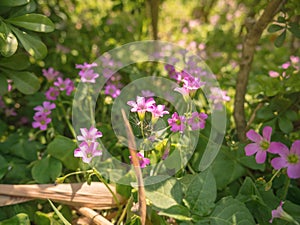 Melastome family purple Flowers