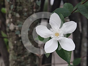 Melati tempel or wrightia flower shoot in focus