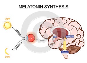 Melatonin and Circadian rhythm regulation. Brain with pineal gland