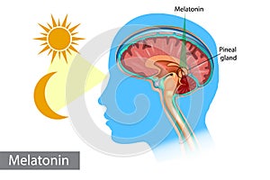 Melatonin hormone. Pineal gland anatomical cross section. photo