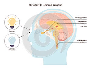 Melatonin secretion mechanism. Human circadian rhythm and sleep-wake