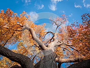 melbourne autumn tree