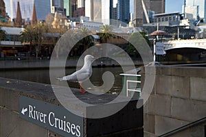 Melbourne River Cruises on the Yarra