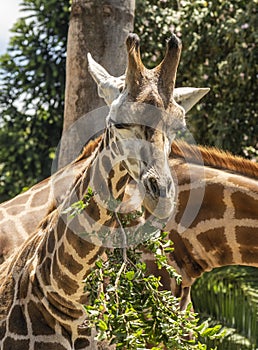 Melbourne Zoo Giraffe