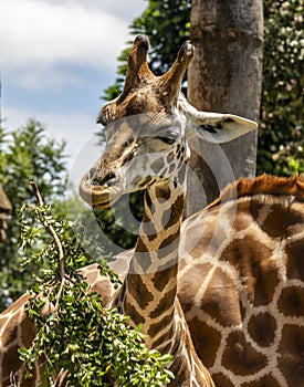 Melbourne Zoo Giraffe