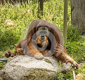 Melbourne Zoo Orang-utans