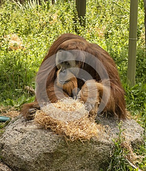 Melbourne Zoo Orang-utans