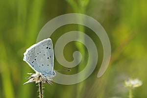 Meleager blue buttefly on plant