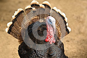 Meleagris gallopavo domesticus photo