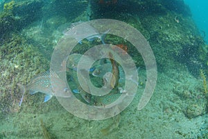 Melee of reef fish in murky water