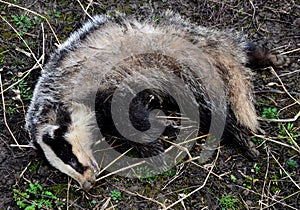 Meles meles badger apparently dead in a car accident or poisoned photo