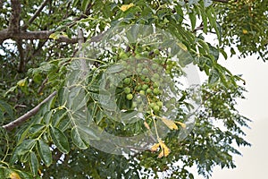 Melia azedarach branch with fruit
