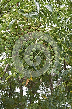 Melia azedarach branch with fruit