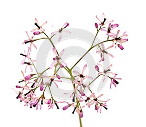 Melia azedarach, chinaberry tree pale lilac flowers isolated on white