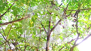 Melia azedarach fruits