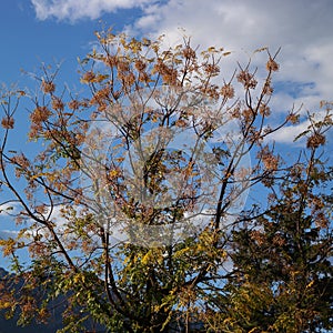 Melia azedarach (rosary tree)