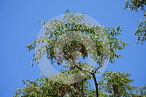 Melia azedarach is a species of deciduous tree in the mahogany family, Meliaceae. Rhodes, Greece