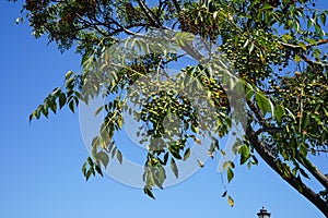 Melia azedarach is a species of deciduous tree in the mahogany family, Meliaceae. Rhodes, Greece