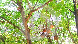 Melia azedarach tree fruits