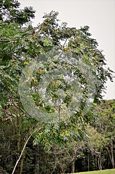 A Melia azedarach tree with yellow fruits