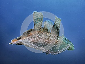 Melibe swimming in blue sea